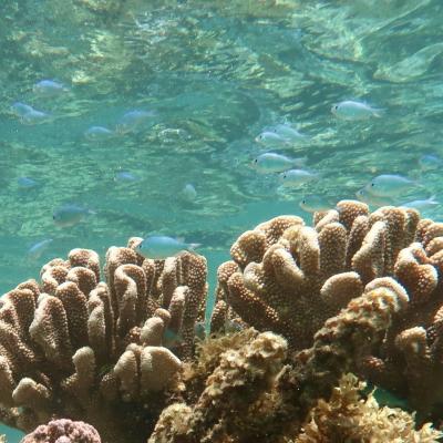 海の色がイリュージョン！クック諸島に憧れのワンピースを買いに行く【８．いろいろと驚きの最終日】