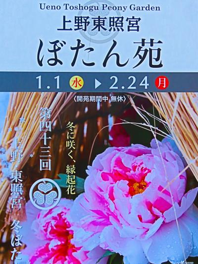 上野新春-1　東照宮ぼたん苑a　冬咲きぼたん‐見ごろ　☆元日から咲く縁起花　第43回の開催