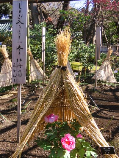 上野新春-2　東照宮ぼたん苑b　寒ぼたん‐咲き揃い　☆豪華！繊細な花弁  藁囲いに保護され　