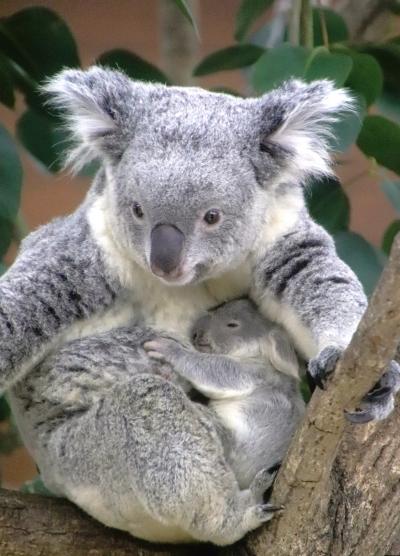 2024年度最後の埼玉こども動物自然公園（前）やっと会えたコアラのふくちゃんベビー＆レッサーパンダのおはなし後のリンゴ～乳搾りのコムギちゃん