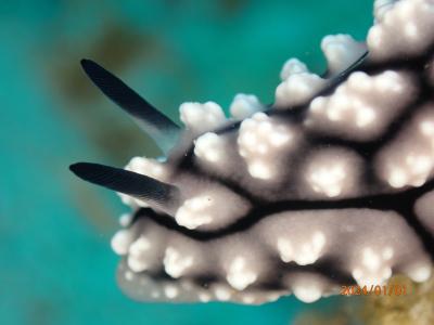 2025年　昨年に続き年始もバリ島②ダイビング編