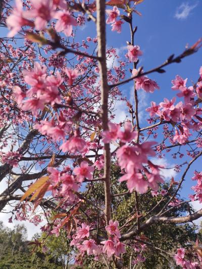 2025年1月　雲南省 普洱景邁山（プアールじんまいしゃん）
