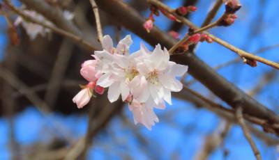 美しかった冬桜