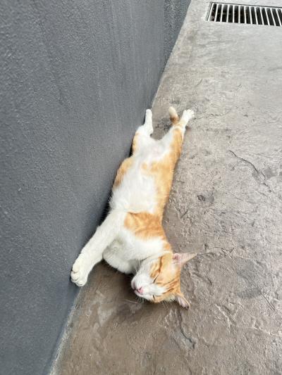 マレーシア生活ログ03　病院の話