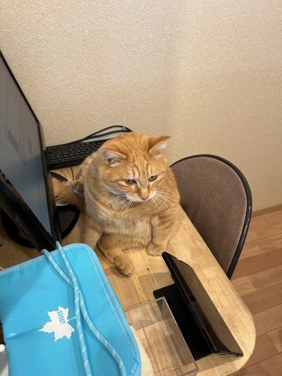 2025年1月冬の週末一泊一人旅～群馬県みなかみ町赤谷湖周辺の温泉巡り②：猿ヶ京温泉樋口さん～