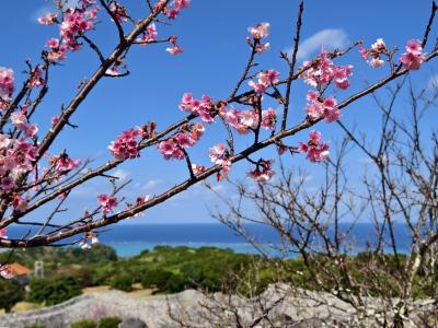 今帰仁城跡の桜を見に2025