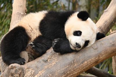 2025パンダ鑑賞記録in韓国☆DAY2-1はじめましてバオファミリー☆