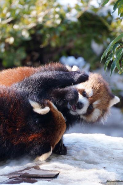レッサーパンダはかわゆい !!! プルプル通信５　安佐動物公園