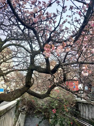 ☆ 冬旅 横浜に美味しいものを食べに行こう ☆ 2025年 1月 横浜 熱海 No.3