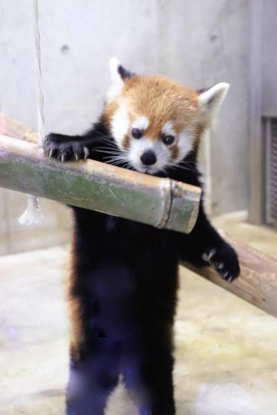 年始の埼玉こども動物自然公園2025（前）この日はまだコアラのミラちゃんベビーはママのお腹の袋の中～干支引継ぎ式よりレッサーパンダのイベント