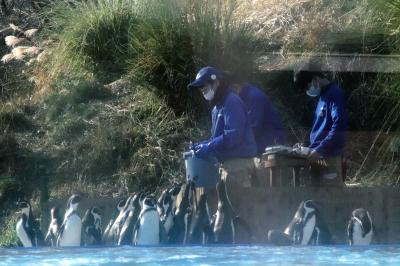 年始の埼玉こども動物自然公園2025（後）ガラス越しのペンギンの食事タイム～モルモットの橋渡りは見られたけど女子カピバラの温泉には間に合わず