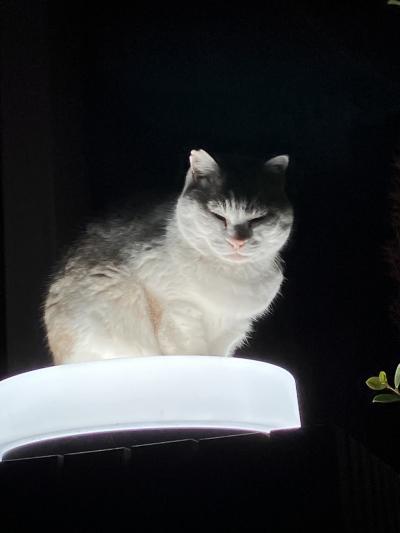 鷽替の神事に行って来ました!