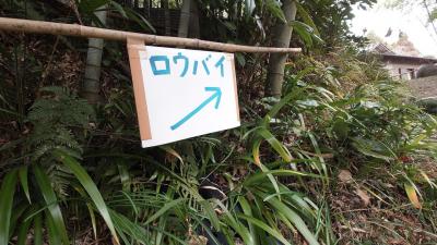 厚木飯山の蝋梅