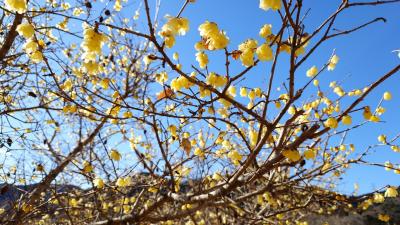 寄(ヤドリキ)のロウバイまつり