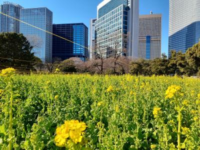 キラッキラの東京をみにいこう③ウオーターフロントで春を先取り♪竹芝　浜離宮恩寵公園