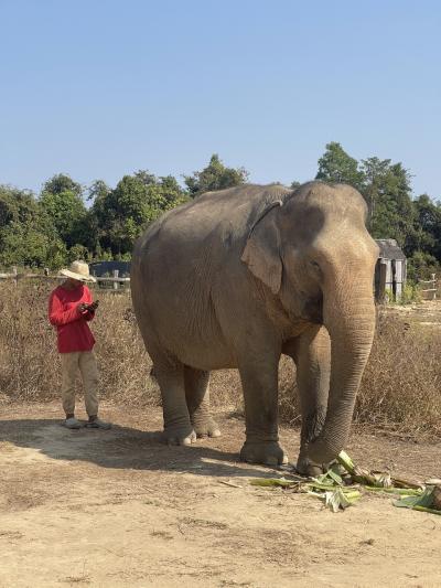 カンボジアエレファント サンクチュアリCambodia elephant sanctuary に行ってきました。