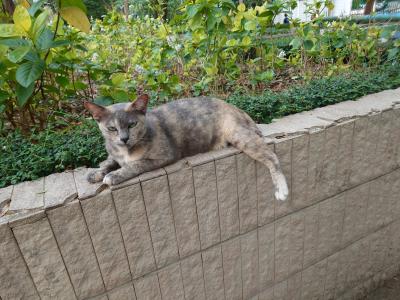 2025年2月　３回目のバンコク旅行　４日目