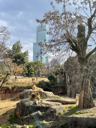 関西サ活２４－２５AW 琵琶湖ビューバレルサウナ！奈良健康ランド！天王寺動物園！