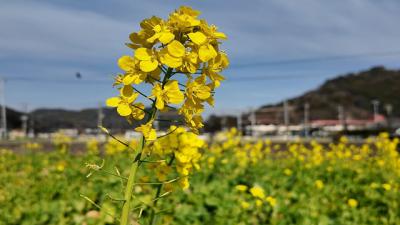 伊豆は春でした 2025.01.23　＝4.南伊豆の菜の花畑=