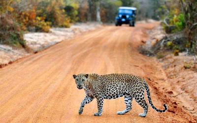 スリランカWilpattuの国立公園