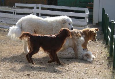 大山トムソーヤ牧場わんわんランドで寒さに負けない犬たちに元気をもらう