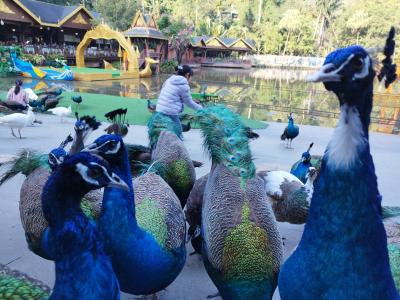 中国のシーソンパンナで孔雀三昧してきました