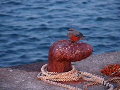 茨城県の那珂湊で海釣りをするというので行ってきました