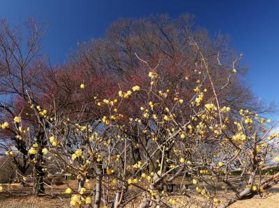 「大室公園」のロウバイ_2025_まだ ”咲き初め” でした（前橋市）