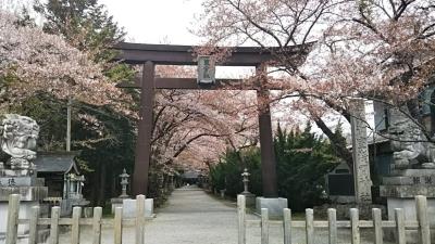 河口湖南岸で桜スポットめぐり（2023年4月中旬、多くは散っていました…）