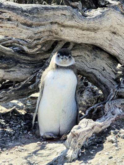 プエルト・マドリン２泊３日 マゼランペンギンとスイーツ