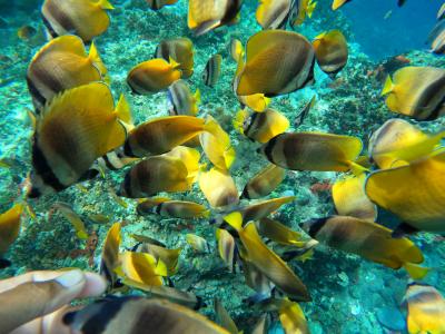 円安でも楽しめるバリ島～レンボンガン島　その4 