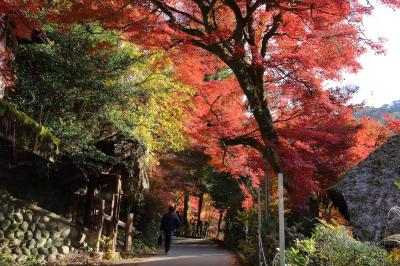 2024年 愛知・静岡紅葉見物 １日目 その１