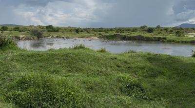 ケニア10日間　マサイマラ国立保護区 カバ１