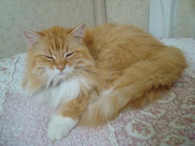 ペンションブルーポピーに一人宿泊。猫が次々と部屋に訪問してくれたけど。