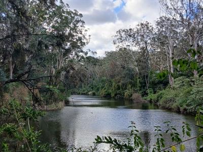 シドニーでジャングル探検 グレートノースウォーク1 (The Great North Walk in Sydney #1)