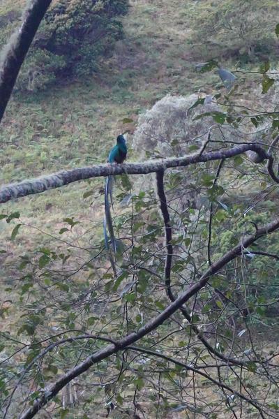 (55)2025年3月中南米(18)コスタリカ(サン･ヘラルド･デ･ドテの谷(ケツァール)カルタゴ(大聖堂跡 ロス･アンヘルス聖堂マリア像)