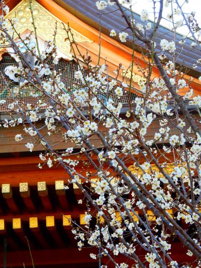 「♪ 湯島通れば思い出す ♪  湯島天神　梅まつり　」　2025