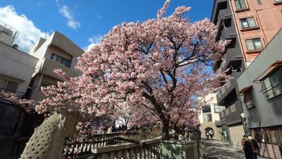 あたみ桜を見に行く