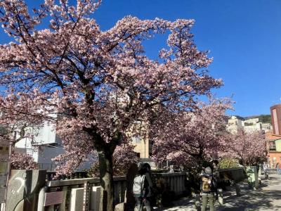 あたみ桜と伊豆山神社、そして湯河原温泉