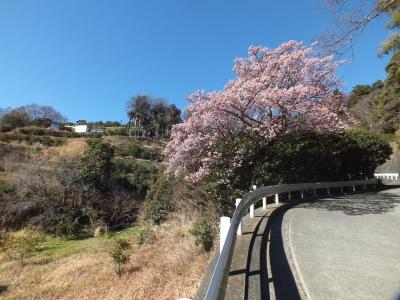 曾我梅林と国府津山散歩