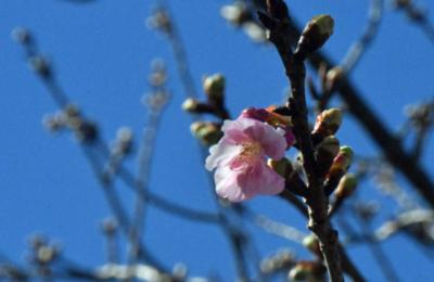 ２０２５年河１０日・？？　　早すぎた・・0.001分咲き・・？　２０２５年２月１０日