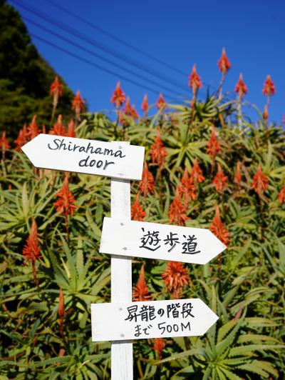 伊豆旅　アロエ祭りと土肥温泉「あるじ栖」