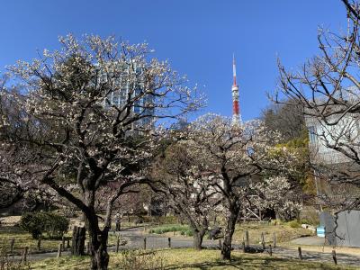 2025年2月　芝公園で花観賞