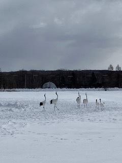 タンチョウを見に鶴見台、そして釧路湿原へ