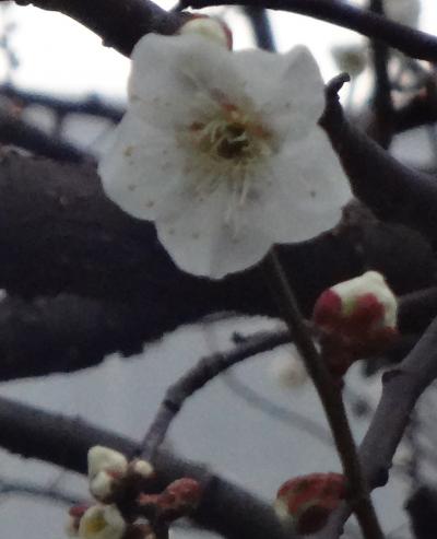 今年も春が