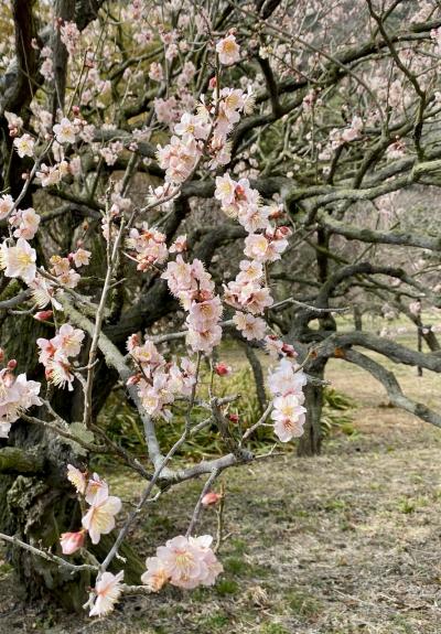 初めての香川＆徳島旅♪