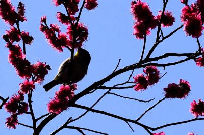 東京・梅を見に小金井公園へ、そして田無神社にも行ってみました。