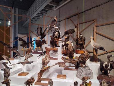 【東京散歩】上野公園～アメ横～新橋　鳥展は大混雑。キティちゃん展と大覚寺展は、断念。鳥メロは安い。