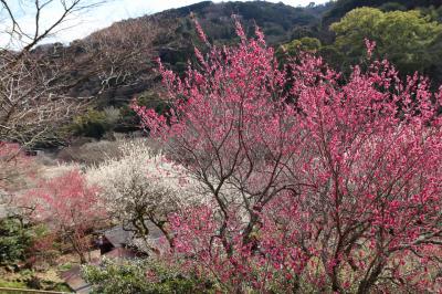 プチ旅 熱海で花見。見頃を迎えた熱海梅園&熱海桜で早春に酔おう