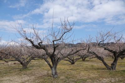 さわやかウォーキング 小田原 (白梅香る小田原梅まつりと曽我の里巡り)JR東海